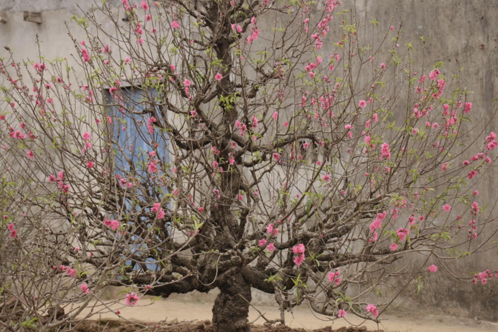 Đào được mùa, người dân Nhật Tân phấn khởi 